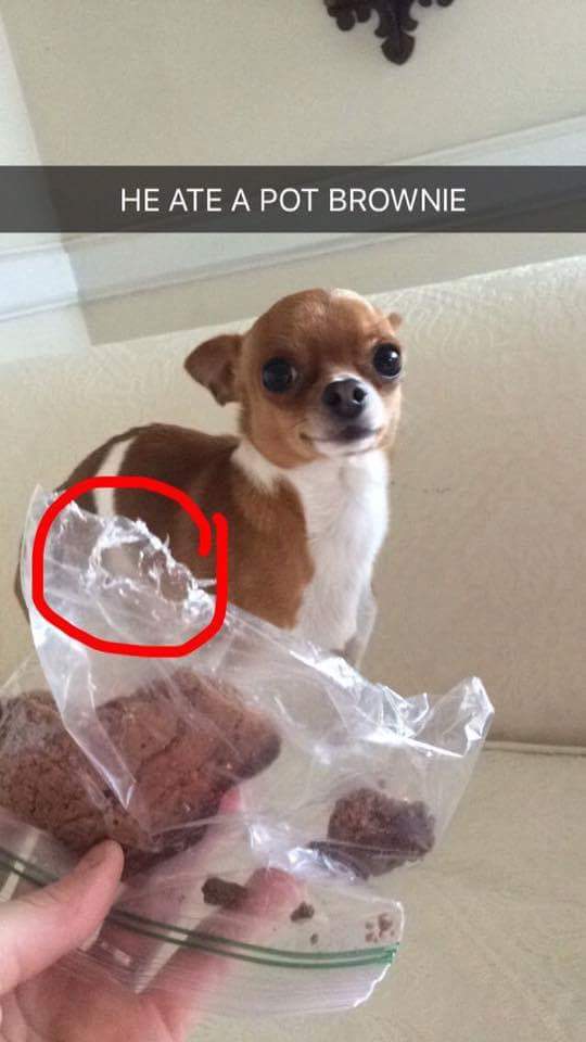 What Happens If You Give Your Dog A Weed Brownie