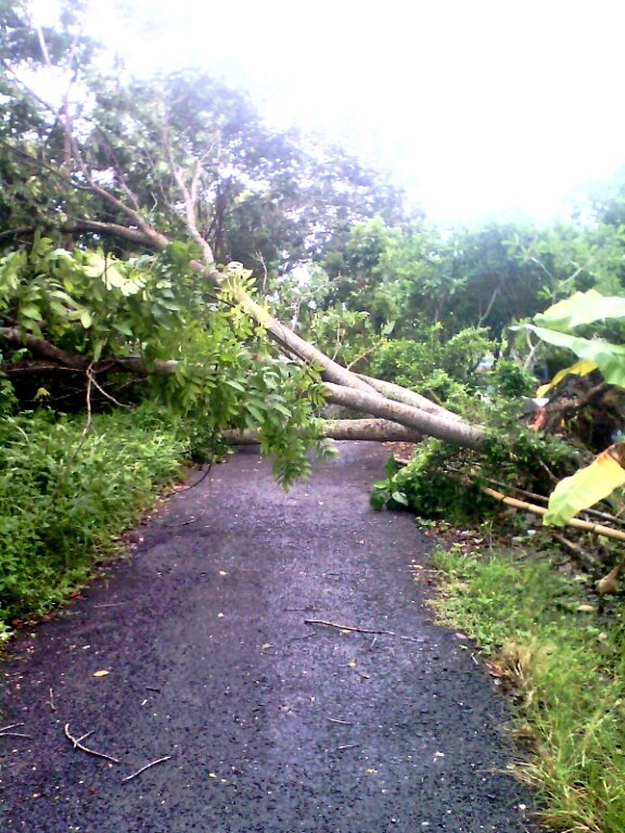 Bengkel Warga Tertimpa Pohon Tumbang hanura.desa.id/bengkel-warga-…