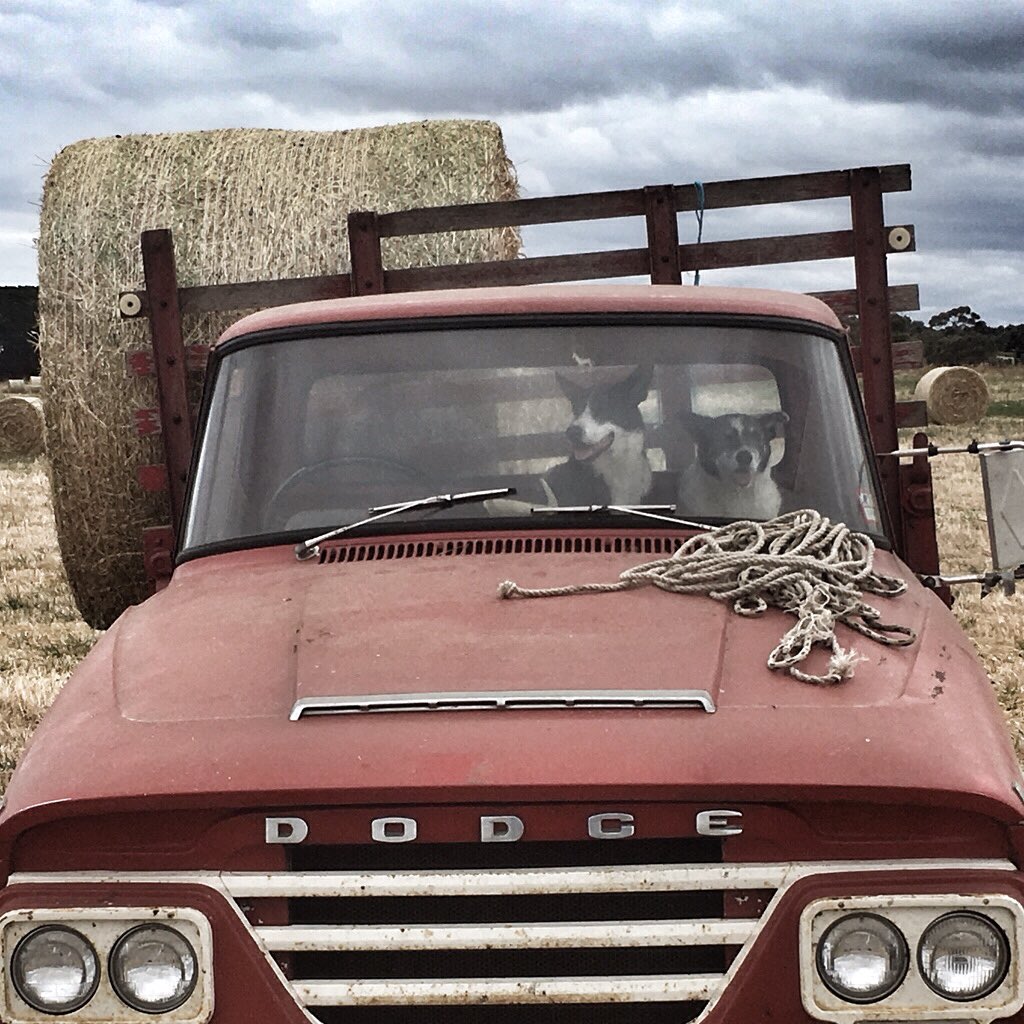 eccles1970's tweet photo. That time of the year again - #hayrun #dogslife #moriac https://t.co/0tbNvbpK4i