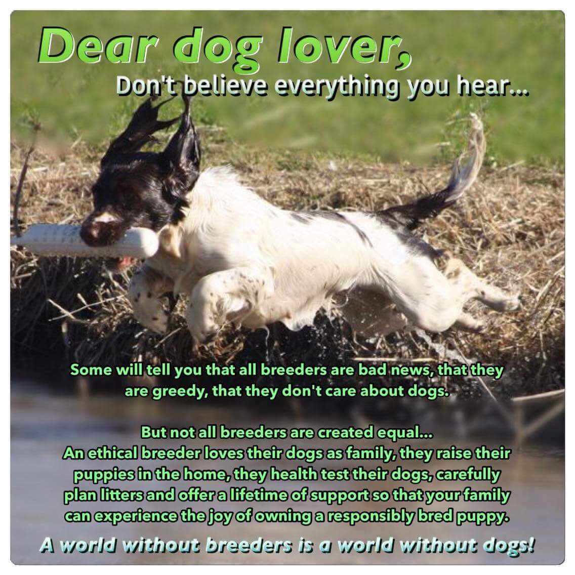 ThornfieldESS's tweet photo. Thornfield are proud @dogsvic breeders of pedigree #workingdogs We always #makeitaboutwelfare @JaalaPulford https://t.co/U4ZGzL27tn