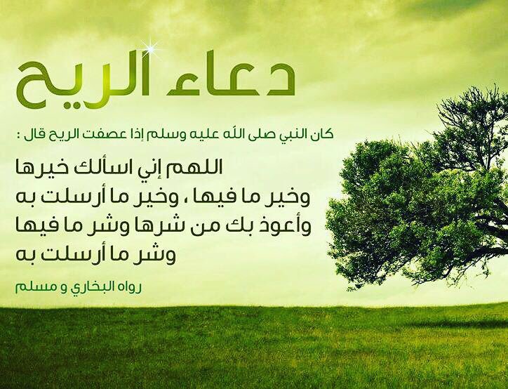 أحمد الجلاف المهيري tweet media