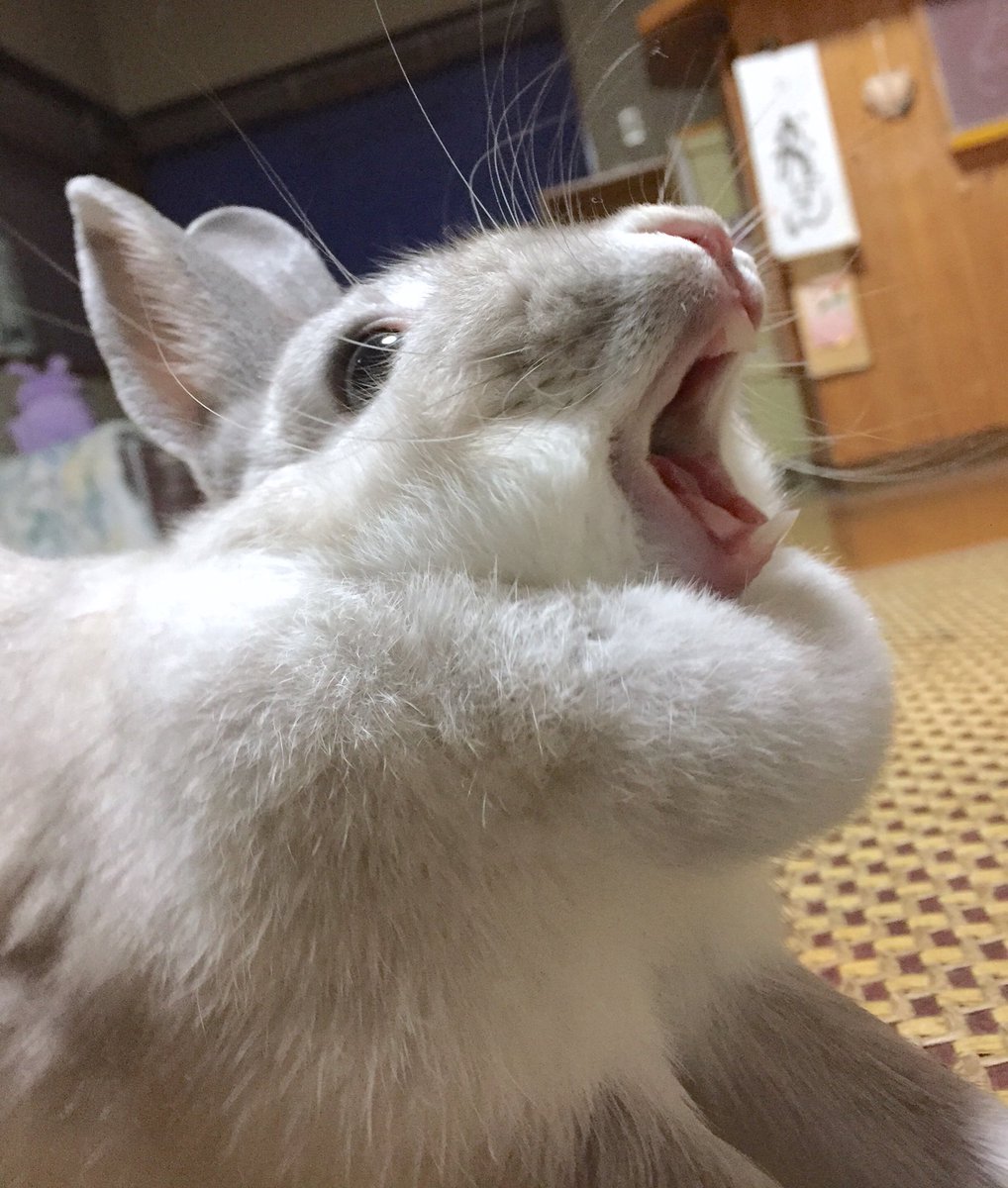 うさぎあくび 井口病院 on X: 