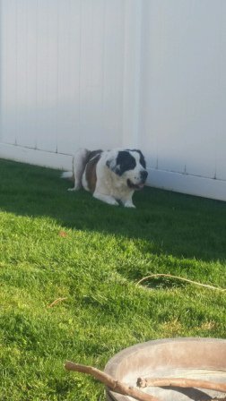 RescueBernard's tweet photo. Adopting cuts down on the number of animals that are euthanized each year #ReasonsToAdopt https://t.co/jDSIZqbXRA https://t.co/E8Wxibpz4y