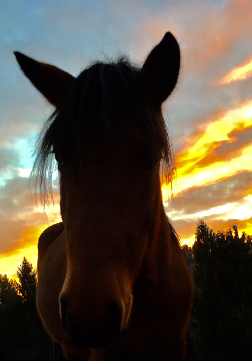 Beautifull evening in Slovenia! #bbk #endangeredbreed #bosnianmountainhorse