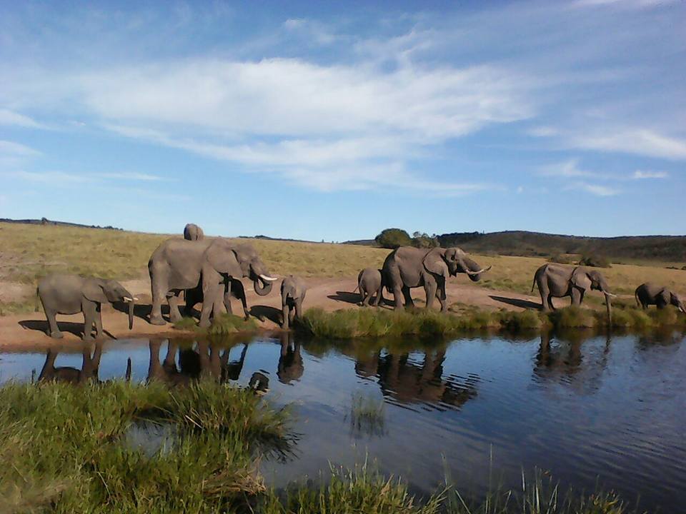 infomobiza's tweet photo. Experience a Personal Encounter with these Gentle Giants #ElephantParkKnysna
@Plett_Tourism #Treepop
Get More info, sms ELEPHANTS to 43281 https://t.co/PMOqOqbLCN