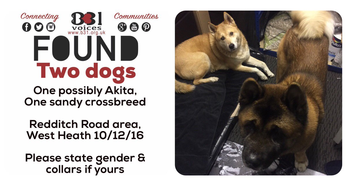 B31Voices's tweet photo. #B31FOUND TWO dogs - 1 Akita type &amp; 1 crossbreed - West Heath - Describe collars/gender if yours https://t.co/ZT4JqVY5aB