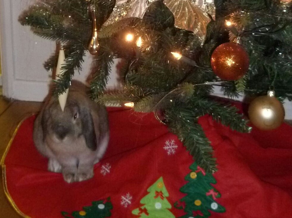 Lagolearn's tweet image. Day 10. Make sure to bunny proof your Christmas tree, lights and ornaments! Thanks Linda #adventcalendar #rabbit #lagolearn