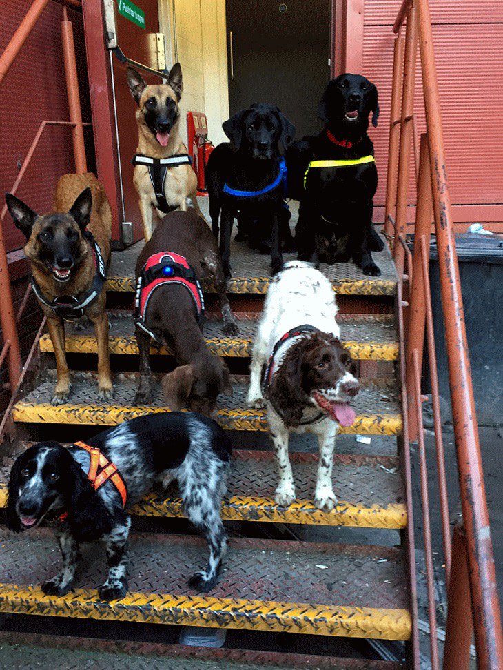 KnotweedDogs's tweet image. 🙂🚒🐶👍🏻@ReqsFireDog @shooter724 @JonK9FI @MidsDog @NFRSFireDogs