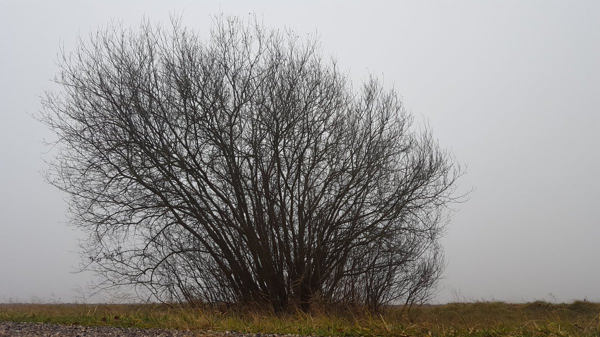 So happy in Zeeland Today 💗
#art #socialmedia #travel #writing #fitbit #fog #samsung #buienradar #lonelyplanet #earthandclouds #love #You