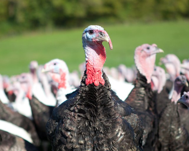 Support a fantastic local producer by choosing <a href="/ashfordfarm7/">Ashford Farm Turkeys</a> near Petersfield for your turkey or goose this Xmas! 🍽 bit.ly/2gkk7d8