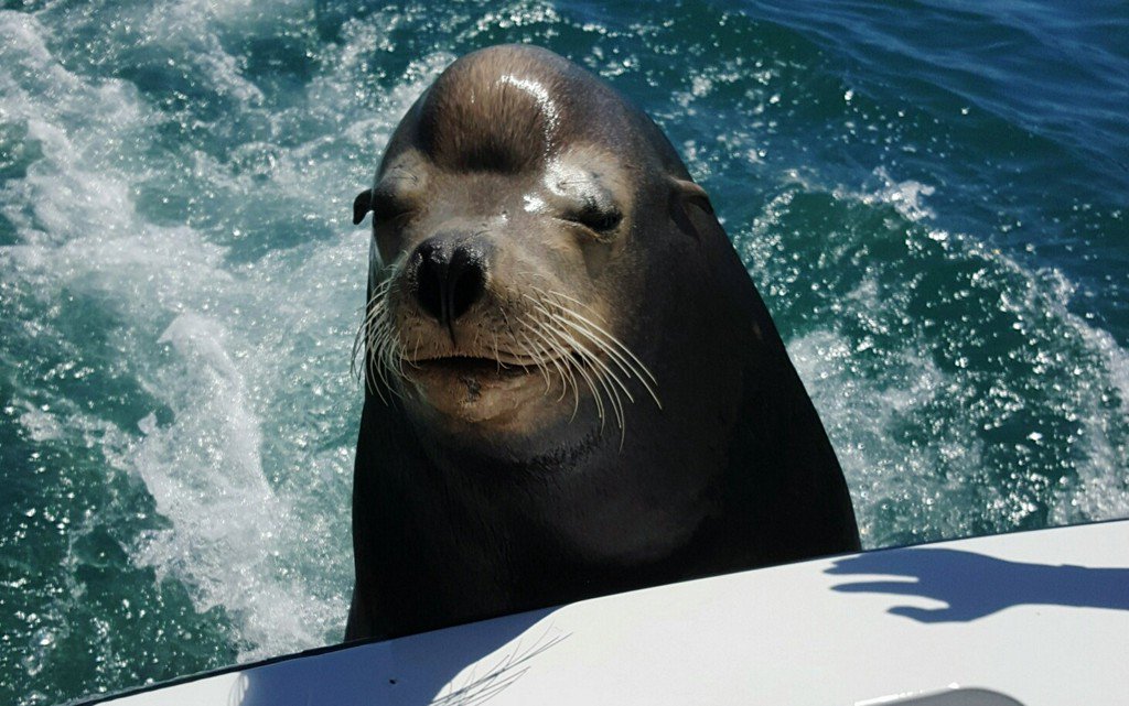 Watch a hungry sea lion hop on a boat full of people to beg for snacks http...