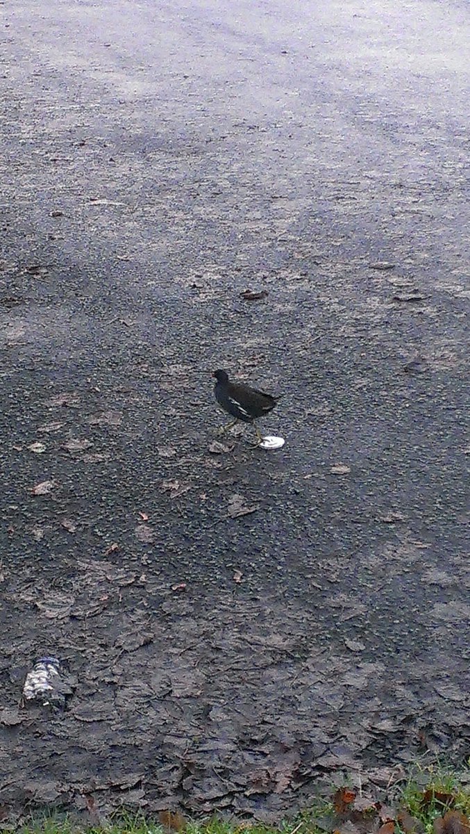 RuncornOldTown's tweet photo. Day 10 of our #runcorn old town advent is this Moorhen eating crisps in the Brindley car park https://t.co/uemwABmBn6