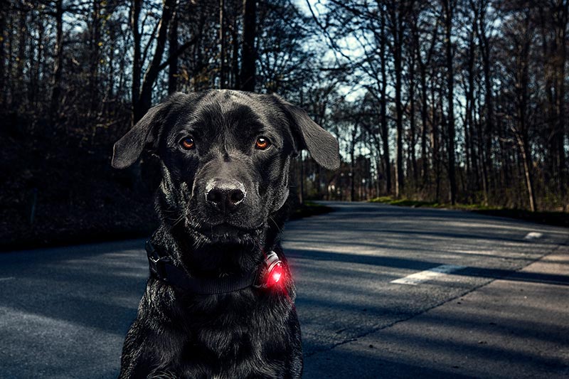 K9Active's tweet photo. Be seen be safe with the @Orbiloc #DogLight Find out more ..... https://t.co/3SvG9TxuDb #DogFriendly #DogSafety https://t.co/LSbYcRDbLa