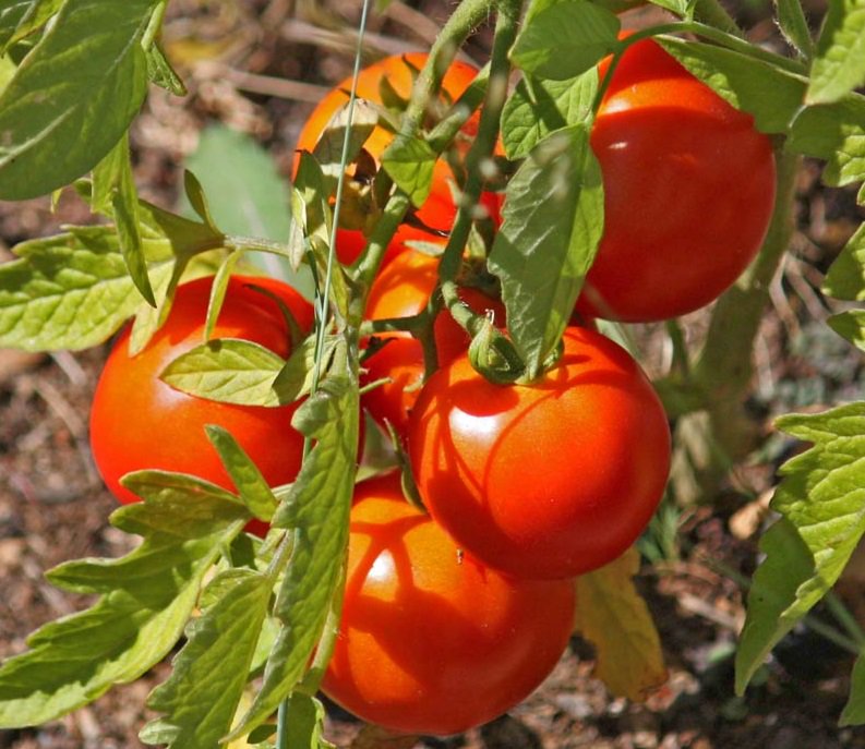 Lempe (@plebetlis) on Twitter photo 