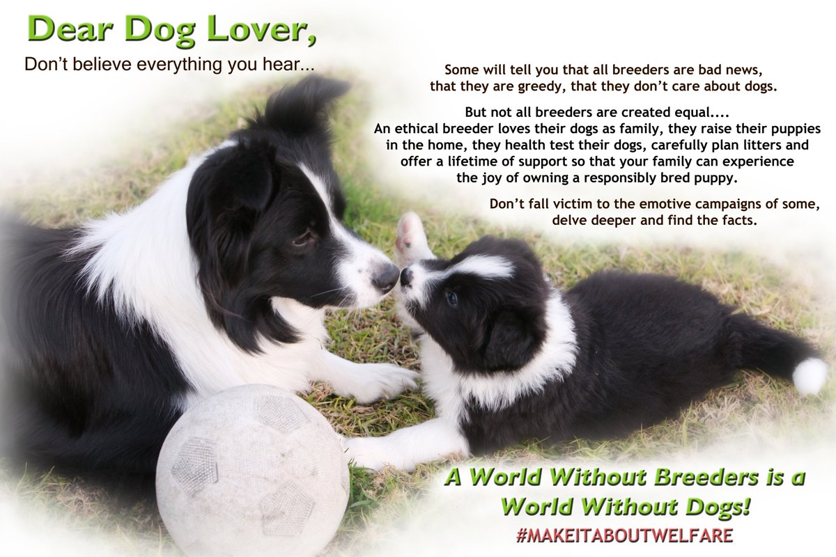myworksbordrcol's tweet photo. A world without breeders is a world without dogs! Protect &amp; promote good breeders @dogsvic #amendthebill #makeitaboutwelfare @JaalaPulford https://t.co/KP6CZoMftP