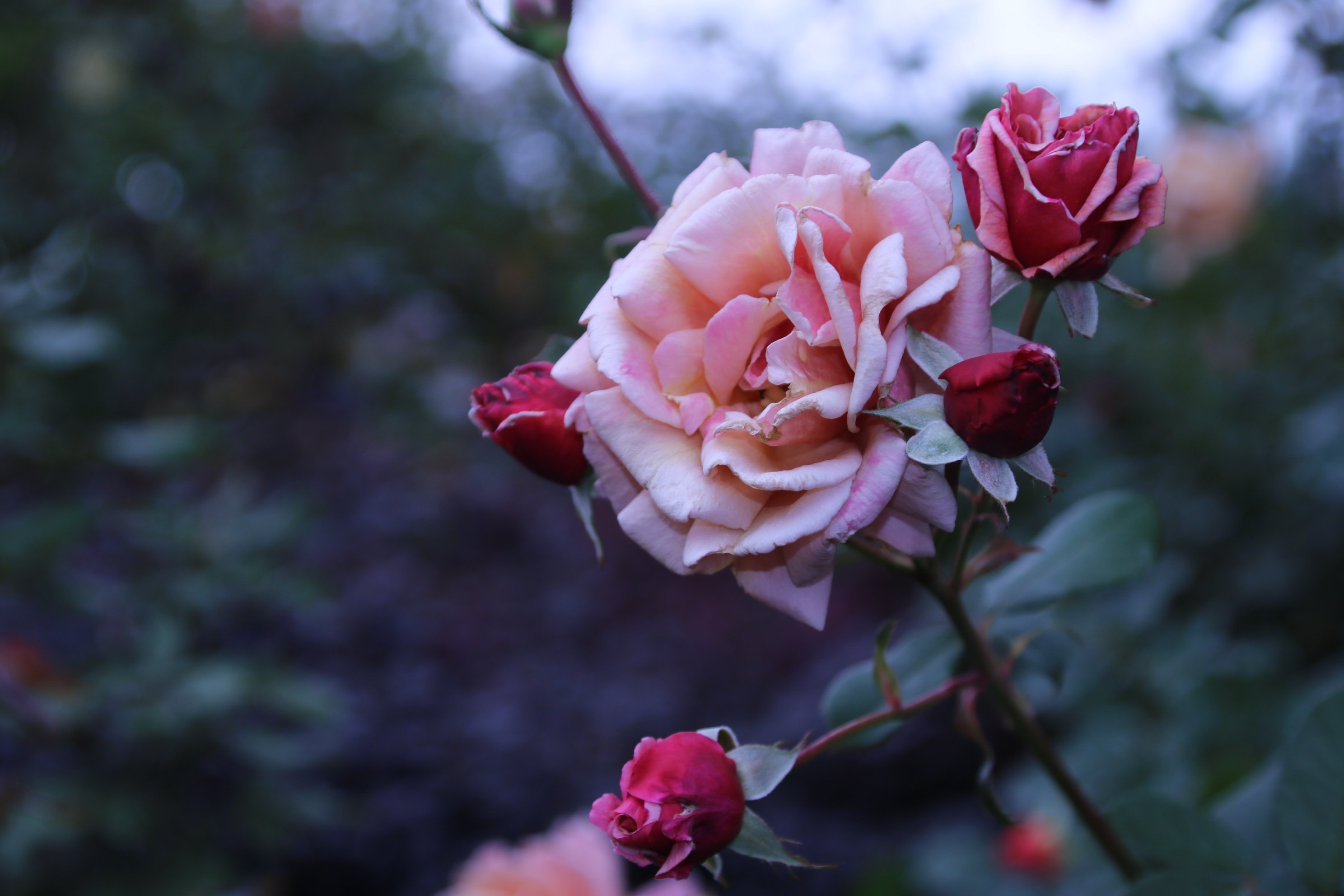 Yoko Ito Pa Twitter トム ブラウン Tom Brown 蕾に惹かれて 花びらの裏側が紫っぽいモーブ色と 色はピンクっぽい茶色 花 バラ 薔薇 トム ブラウン 横浜イングリッシュガーデン T Co Ebvc9fqiv2 Twitter