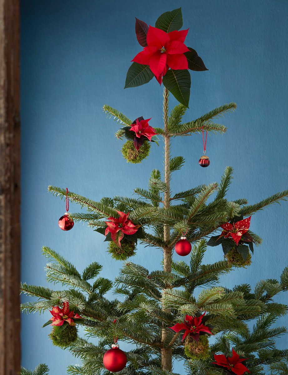 Versier je kerstboom met Kerststerren en haal een echte eyecatcher in huis. Hoe heb jij jouw kerstboom versierd?