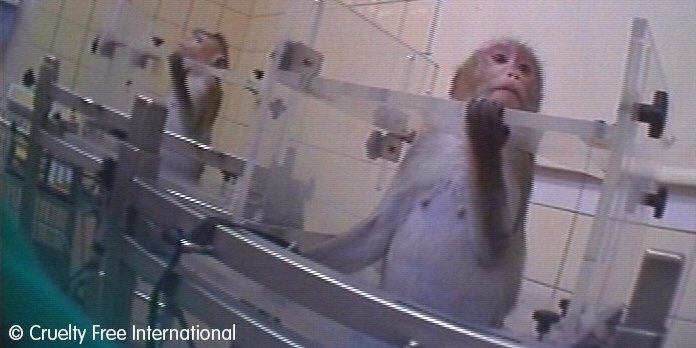 chitayat_PO's tweet photo. #SaveChippy why r #Singapore animal agencies not speaking up for common macaques #BanCulling #StopLabTestingAnimals ๐๐๐ข https://t.co/IbbC2ntkUD