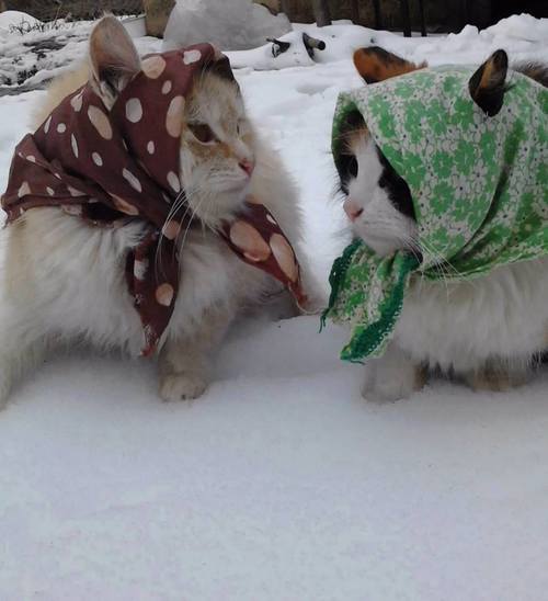 YasminGalaxygir's tweet photo. #hijabgoals #friends #cats Me and my bestie Katrin in 30 years IsA💖💖💖 https://t.co/a3SoUCHkO5