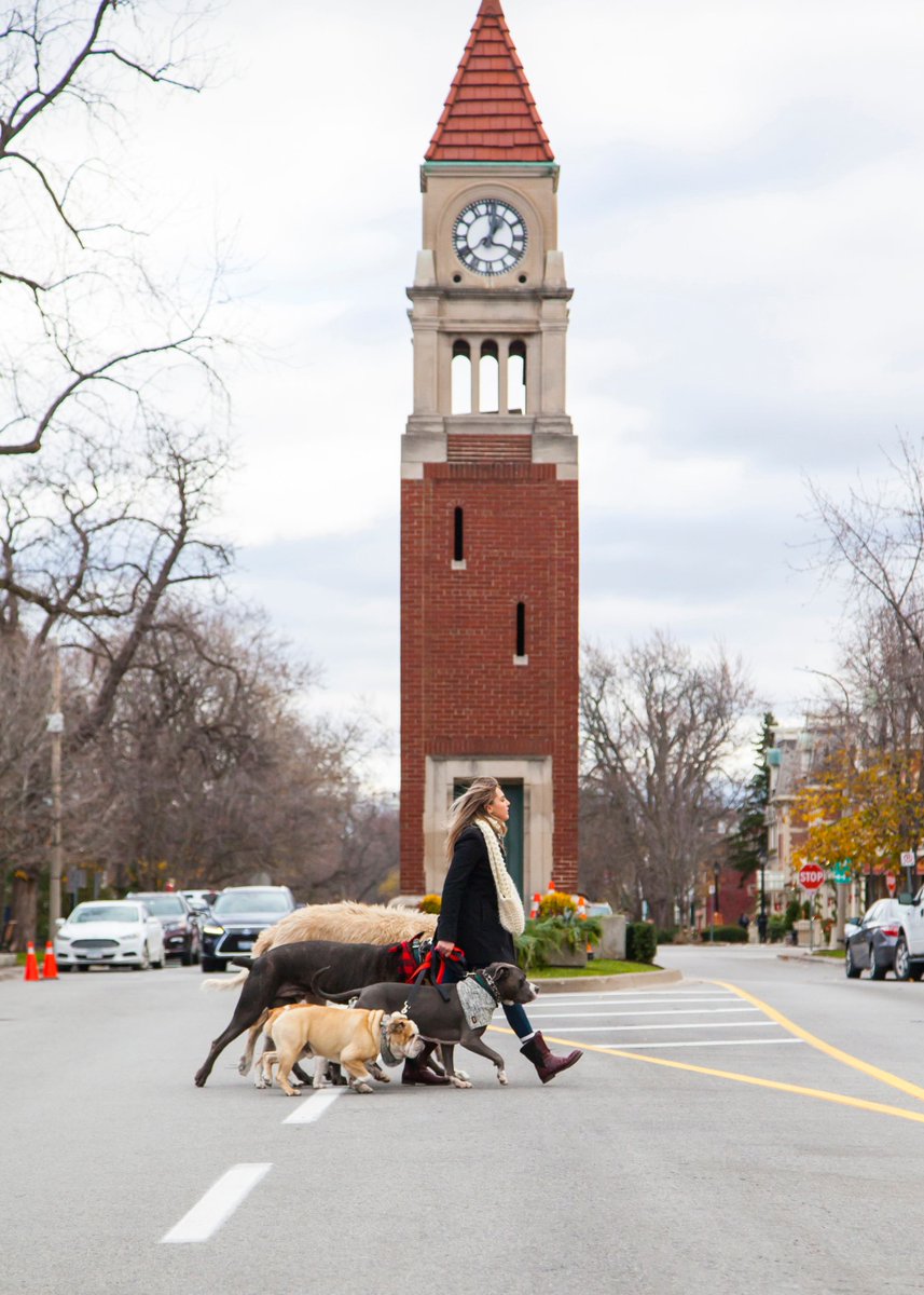 rawcorawfood's tweet photo. Weekend stroll around town with my pack <3 #rawco #packlife #weekendstroll #niagaraonthelake #dogpack #packofdogs #rawfeddogs #rawfedfamily https://t.co/ZRujJ3lRbQ
