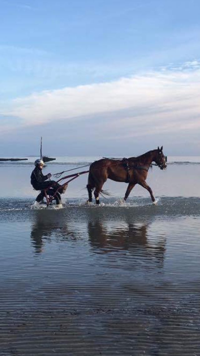 lutfikolgjini1's tweet image. Såhär laddades Venkatesh imorse inför dagens seger på Vincennes🍾