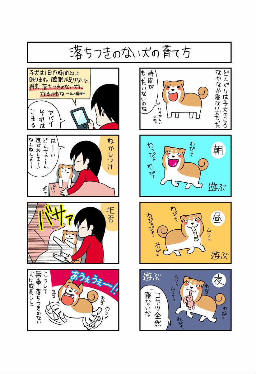 落ち着きのない犬の育て方』 【柴犬どんぐり コロコロまんが日記】 .. | 宮路ひま【柴犬と猫と育児まんが】 さんのマンガ | ツイコミ(仮)