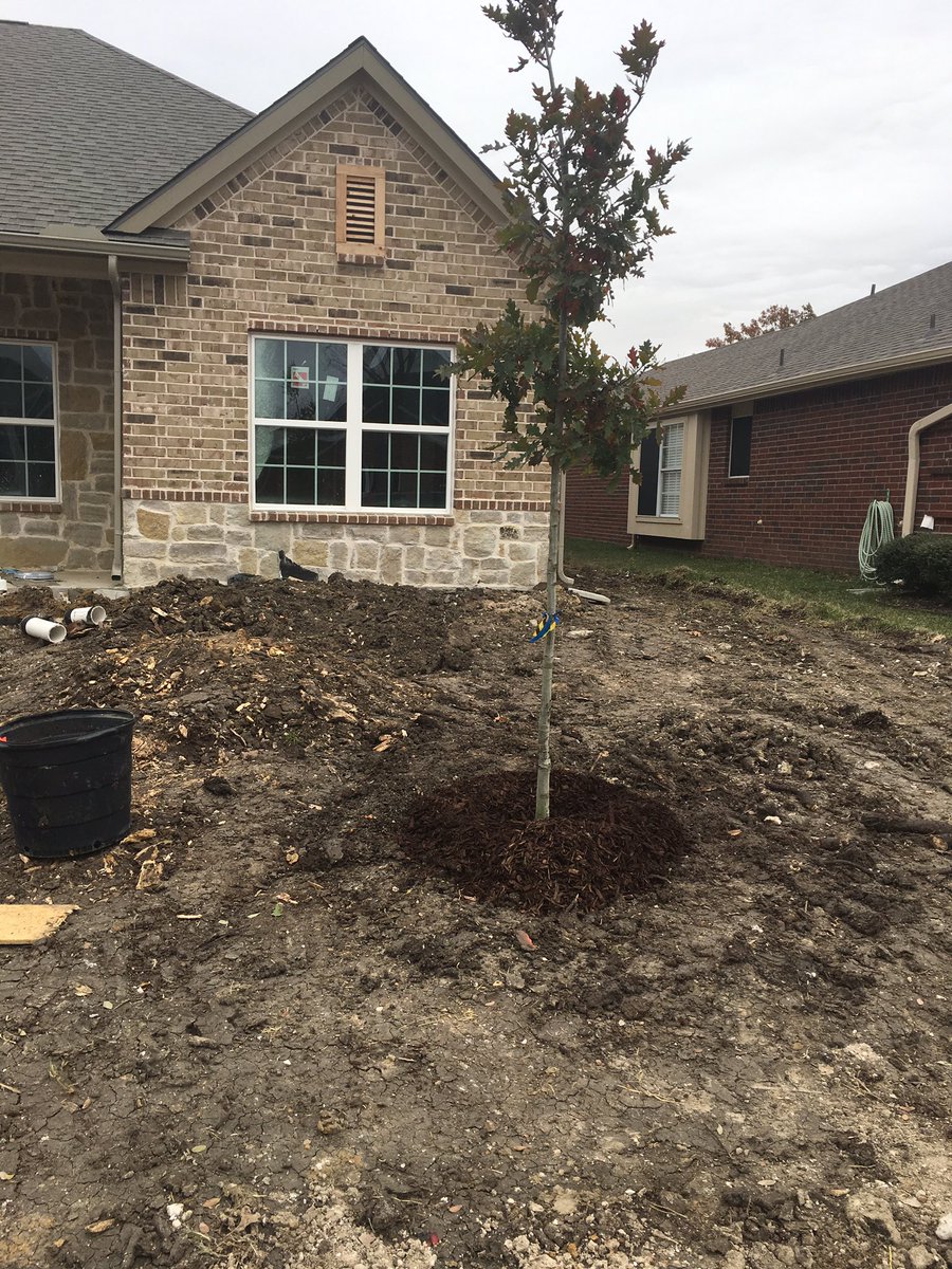 KTmom3's tweet photo. Thank you @RETREETorg for the amazing new trees in front of our new house! #rebuildrowlett https://t.co/l6wAU503du