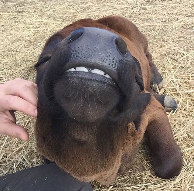 KatePow3ll's tweet photo. Cows are big dorks that don't wanna do any harm &amp; wanna go about their simple cow lives eating, sleeping &amp; socialising. Plz be kind to cows💫 https://t.co/7UiwGFIfkJ