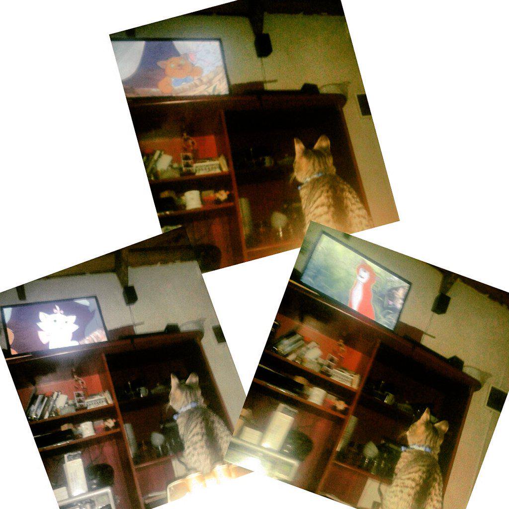 Nosoyquienlees's tweet photo. #Gatomirando #Aristogatos https://t.co/gPciLPBs8n