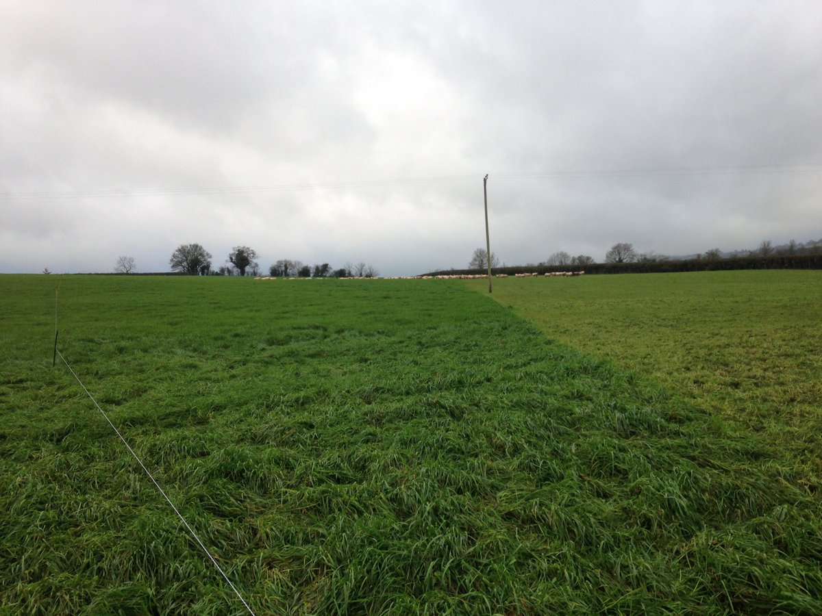 wj_lamb's tweet photo. Slowly munching our way through our wintering( you could mow it if it was dry) gonna be here all winter! #sheep365 https://t.co/jw53YYOC3j