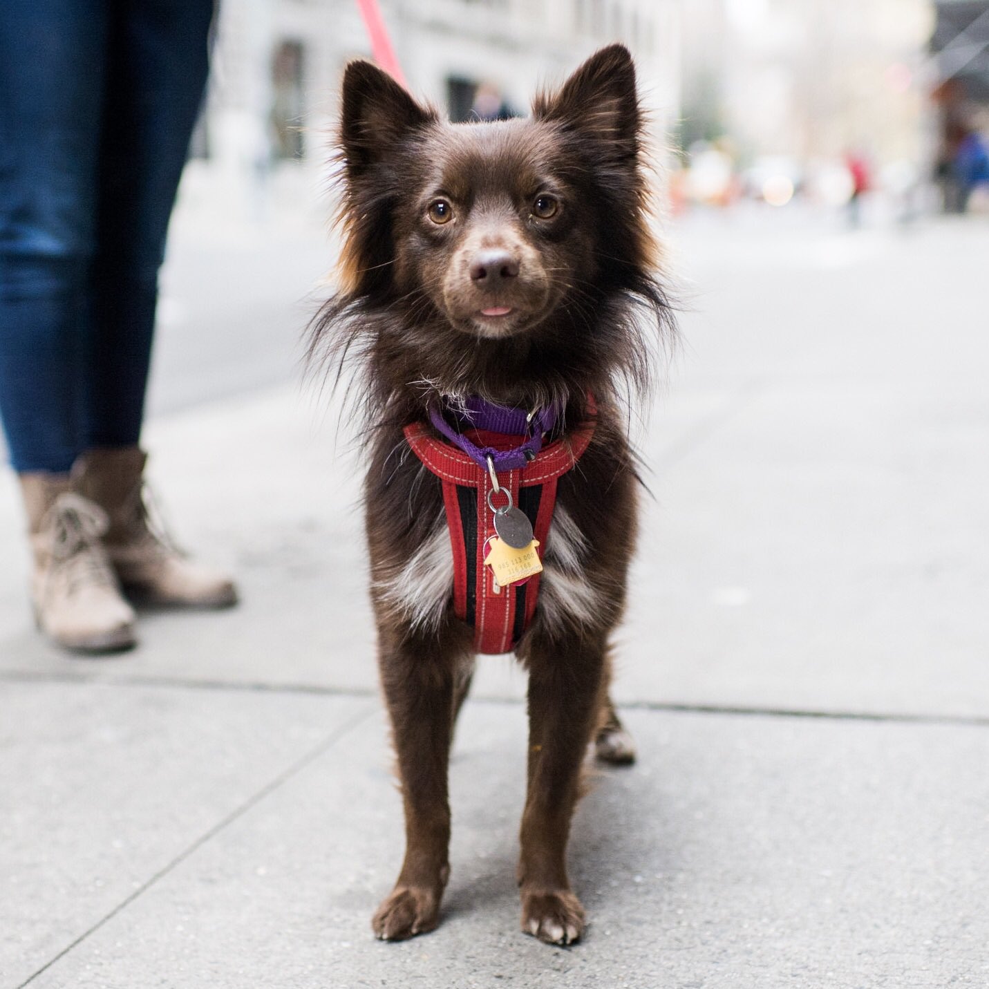 Mini australian shepherd shop pomeranian
