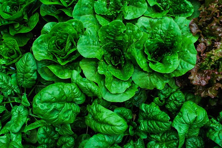 HydroponicsKit's tweet photo. This is how beautiful and fresh it gets with #hydroponic systems https://t.co/C5P5YK0vAk