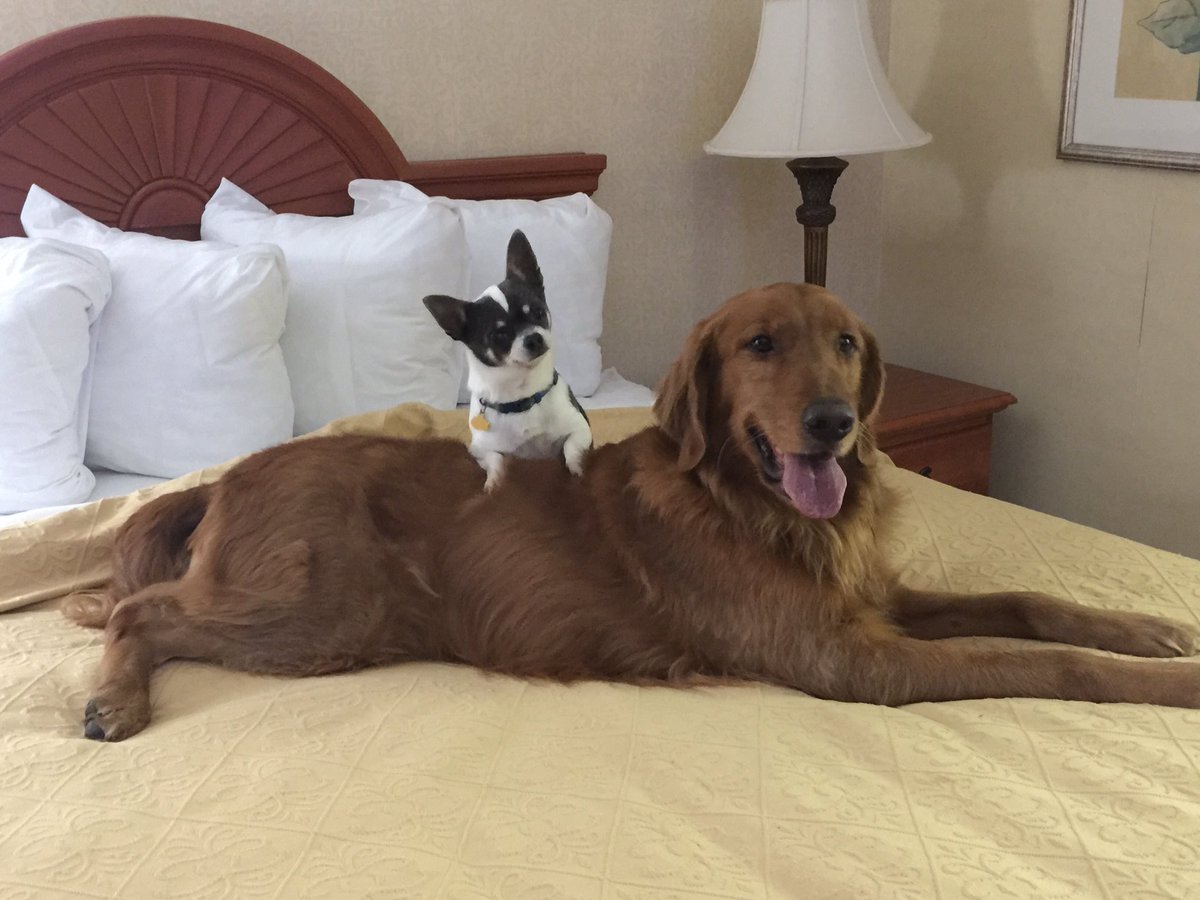 MackinApril's tweet photo. Taking the fur kids to the Flight Park for the weekend!  #pilotnpaws  #hangglide https://t.co/tD9qI630es