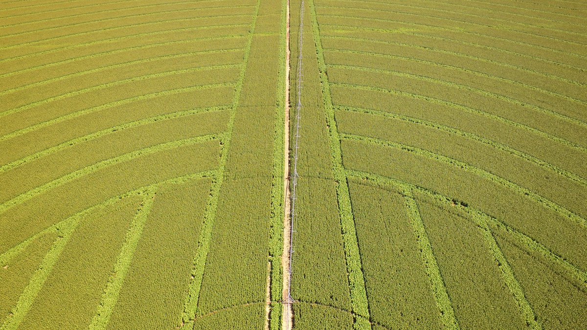 pdward85's tweet image. Hybrid #Sorghum seed production. Narrow rows &amp;gt; male pollinator; wide rows &amp;gt; females💃💚 #agriculture #agtech #aglife #glutenfree @DJIGlobal