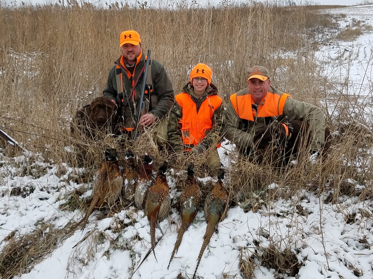 dvmcow's tweet photo. An Iowa pheasant hunting with his littermate from Missouri. #pudelpointers #gundog #birddog @pheasants4ever #TailgateTrophies #garmin https://t.co/eZGNNZ9ae3