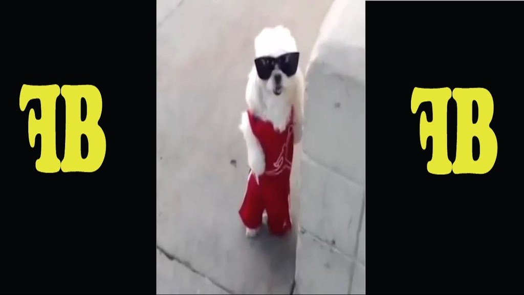 TheFunBuzz's tweet image. youtu.be/s6PkSrLxlz8 ►Funny And Cute Animals Videos Compilation 2016 HD★FunBuzz