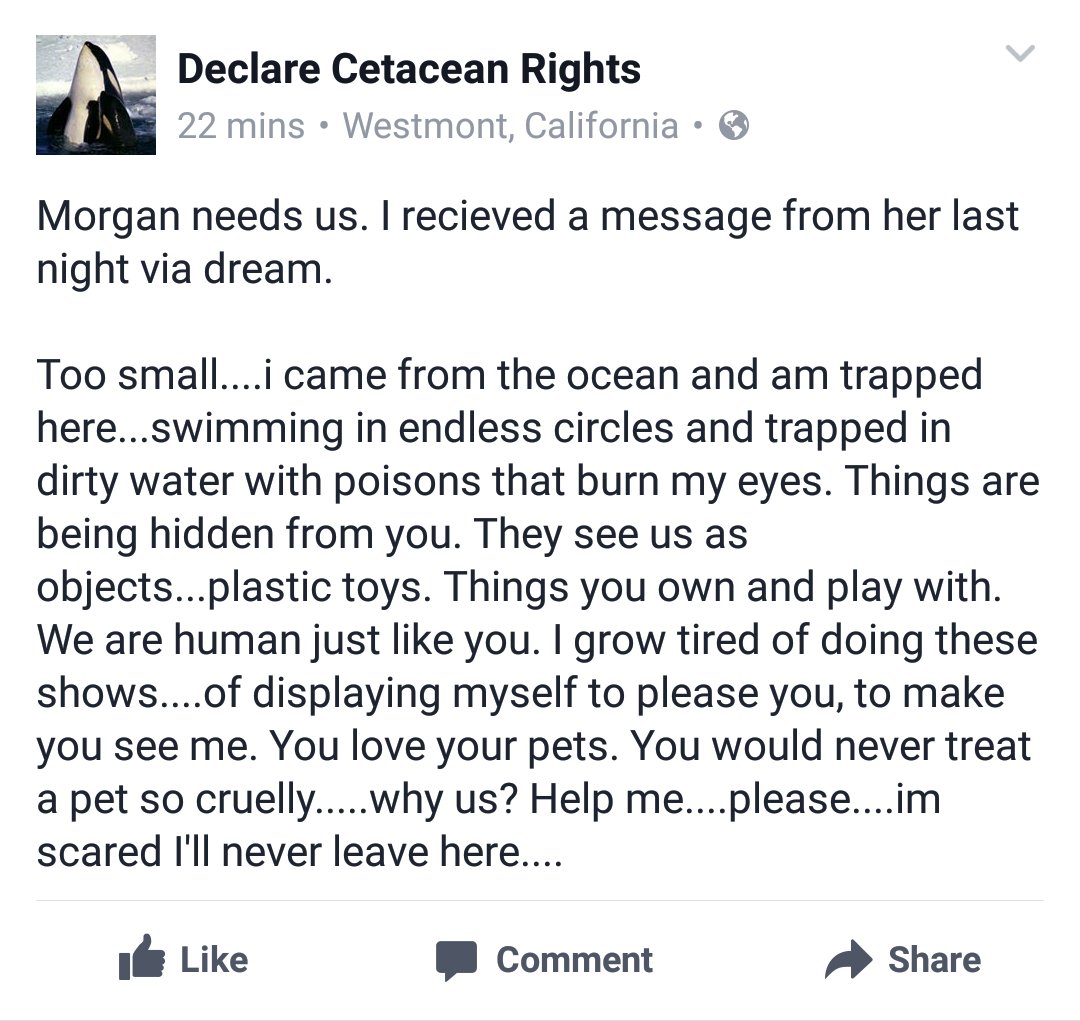 La orca Morgan necesita nuestra ayuda. Se ha comunicado conmigo vía sueños esta noche.