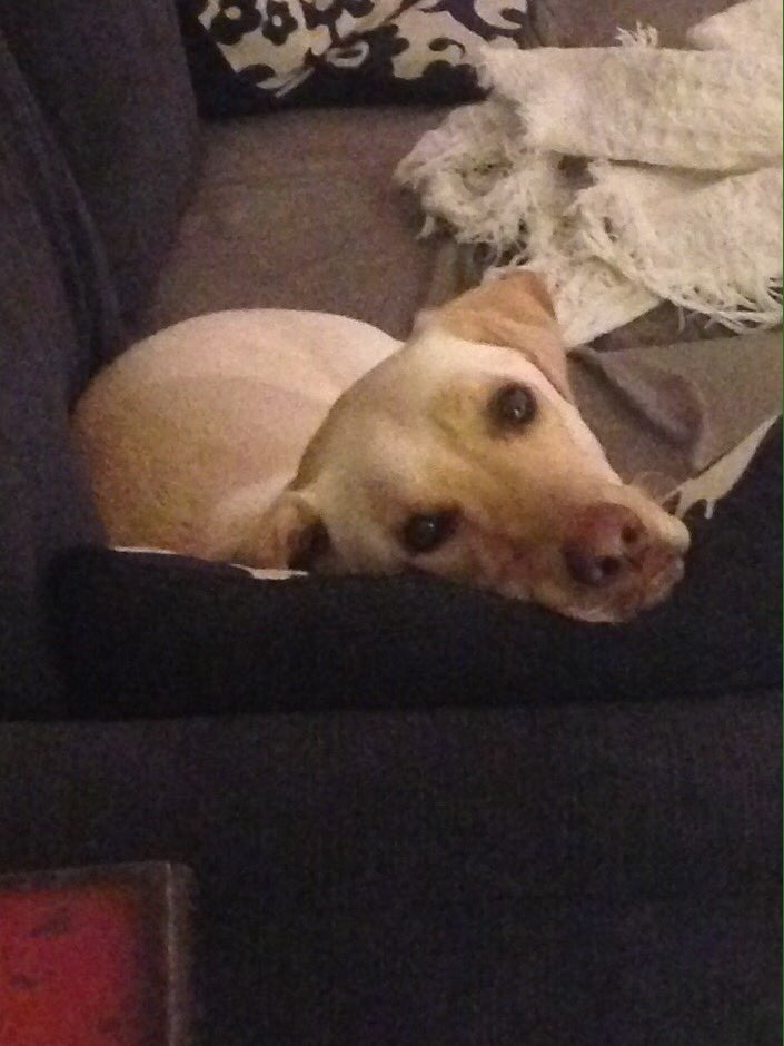 TheLifeofLabs's tweet photo. Saturday night #movienight !! I stole moms seats!! #labsoftwitter #labrador #christmas #spoiled #labs #dogsoftwitter https://t.co/3os5NPkniH