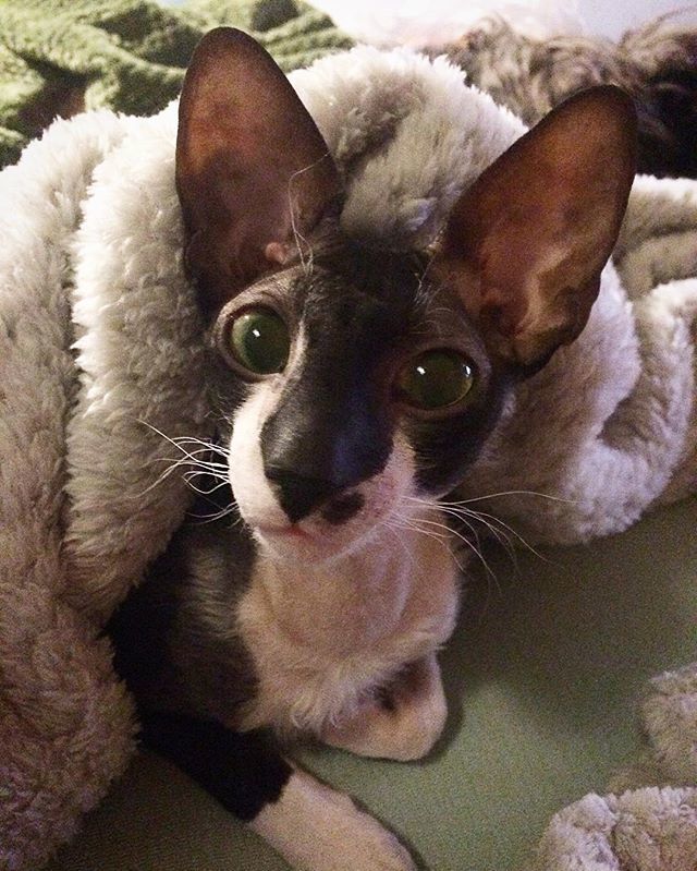cornishrexcatz's tweet image. Magic mirror in my hand, who is the fairest cornish rex in the land? 😻💕 #snowwithe #cute __________________________…