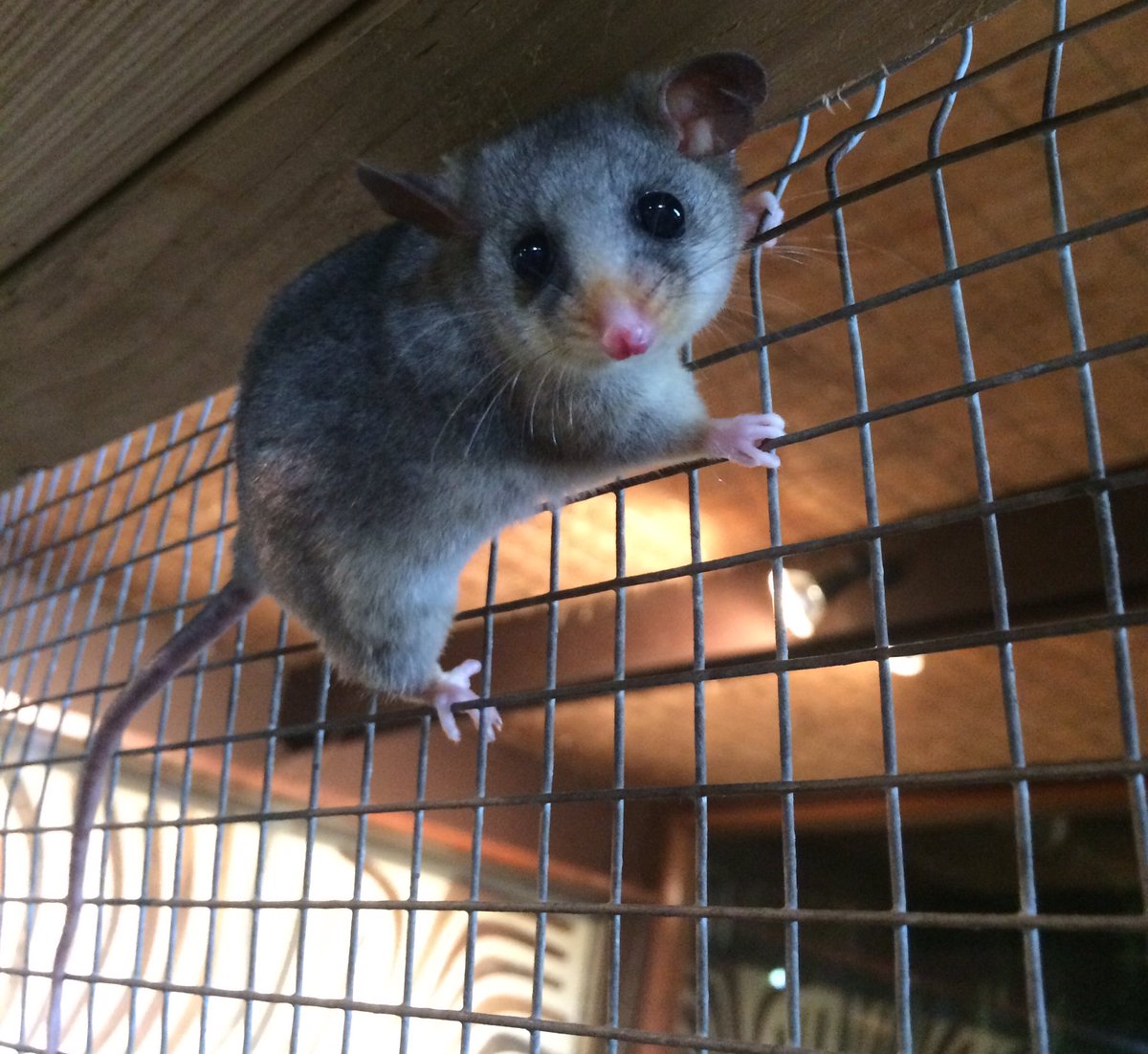 klh____'s tweet photo. Feeling blessed to be able to see these guys up close and personal! #mountainpygmypossum https://t.co/WshcAIqfDT