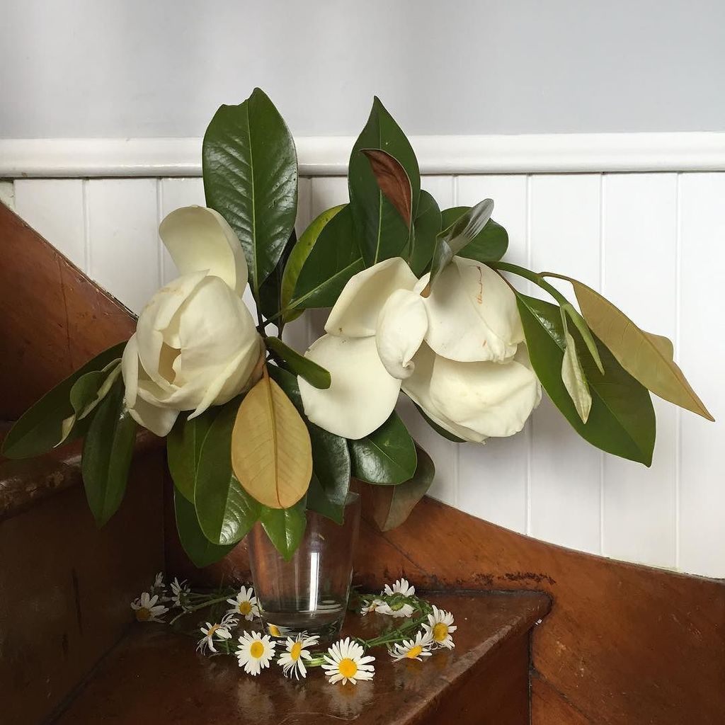 busichic's tweet photo. I was one of those kids who was always picking flowers... #foraged #foragedflowers #magnol… https://t.co/eUjolkSjOw https://t.co/wBp7npeNY6