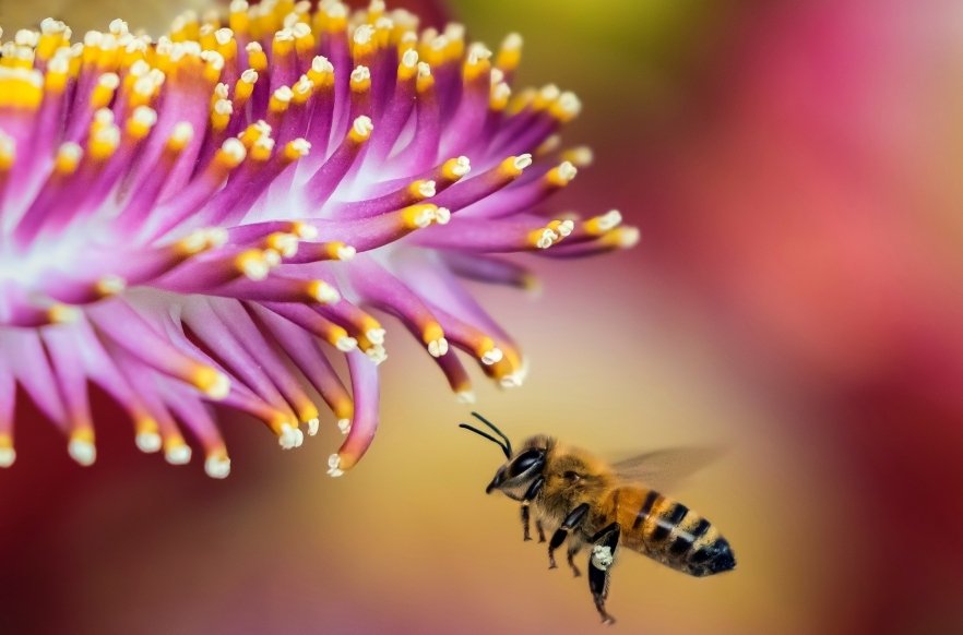 RichmondVale's tweet photo. 75% of our food crops depend to some extent on animal pollination. #polinization #biodiversity #food https://t.co/sJSTKoNtrY https://t.co/HHANzGPMW1