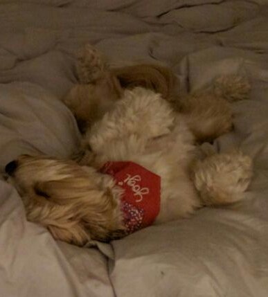 Yogiloki tweet media