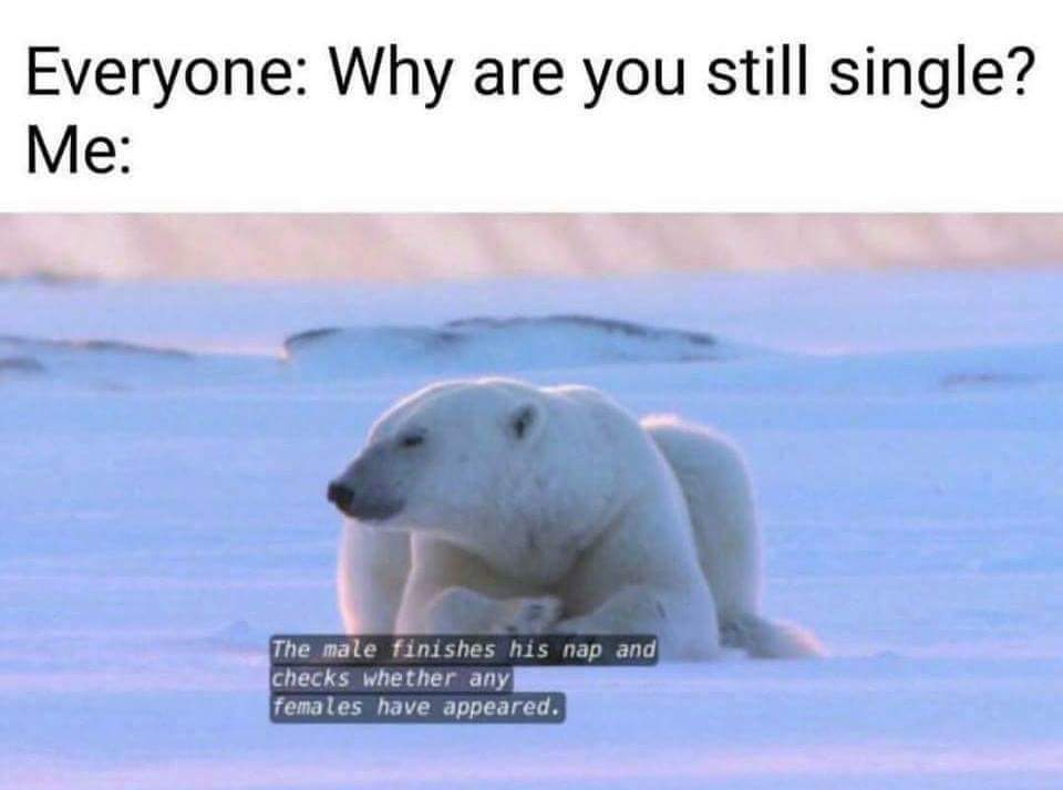Has first appeared. Белый медведь Мем. Polar Bear meme. Корреляция белый медведь юмор. Walking Polar Bear meme обои.