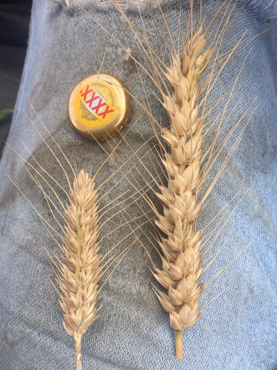 edwardncdurham's tweet photo. #trojan vs #beckom well I don't think we will wait for the bin to fill up to decide the winner #harvest16 https://t.co/hkP9orebxF