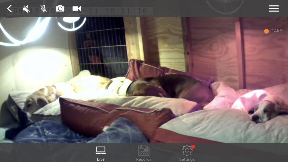 paulgroves75's tweet photo. Happy to see all three dogs in the doghouse under the heat lamps. #toastydogs https://t.co/OHbz6OWYsl