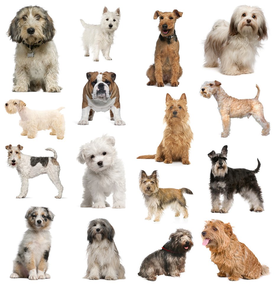 TheDoghouze's tweet photo. What to know what dog breed wis perfect for you? FInd out with a few simple questions: https://t.co/MPK5TKa6IW https://t.co/WLqXd2BKSg