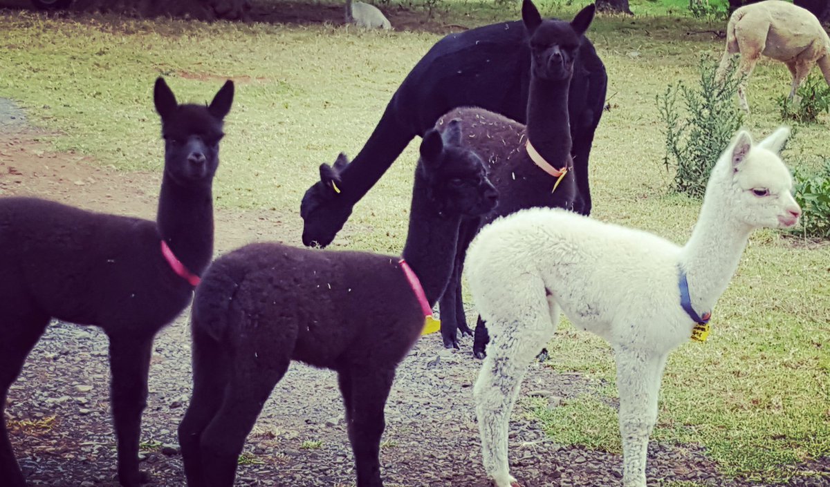 Alpaca this cuteness and take it back to Sydney #alpaca #farm #Berry