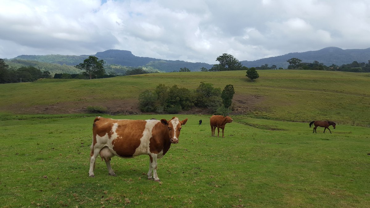 It's a mootastic life in #berry #cows #escapethecity #weekendescape