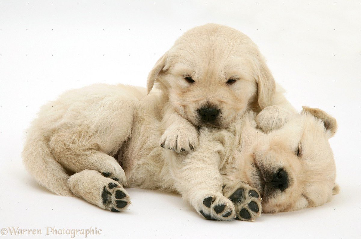 good night golden retriever